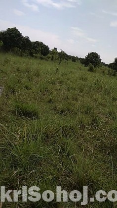 52 bigha land for sale